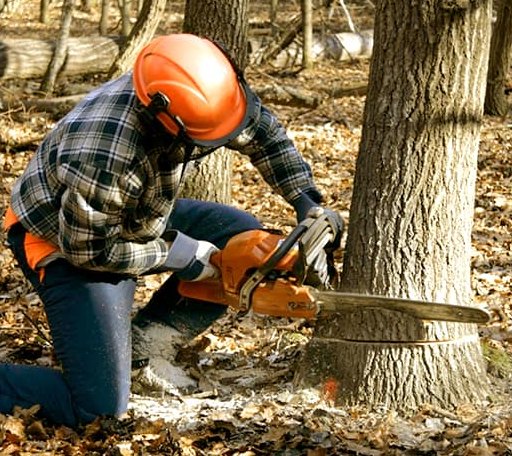 Tree Removal in Almyra, AR
